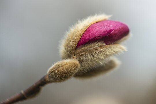 Star magnolia (Magnolia stellata Hybride), bud, Rhineland-Palatinate, Germany