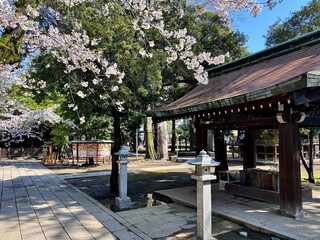 Fototapeta premium 神社の手水屋と満開の桜