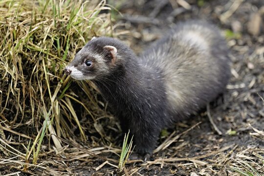 European polecat (Mustela putorius) or wood polecat, standing on the ground, captive, Switzerland