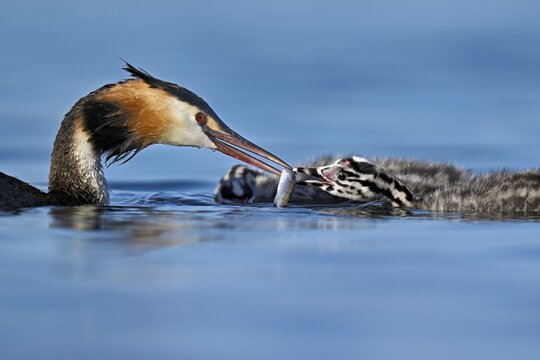 Great Crested Grebe (Podiceps Scalloped ribbonfish), feeding a chick with fish, swimming in the water, Lake Zug, Canton Zug, Switzerland