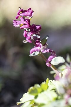 Hollow larkspur (Corydalis cava), Rhineland-Palatinate, Germany