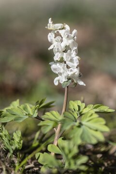 Hollow larkspur (Corydalis cava), Rhineland-Palatinate, Germany