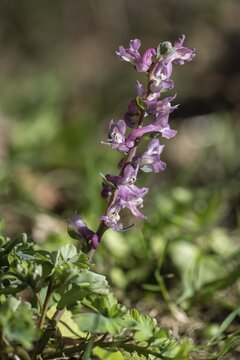 Hollow larkspur (Corydalis cava), Rhineland-Palatinate, Germany