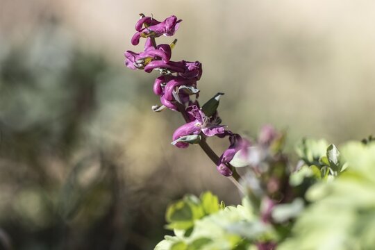 Hollow larkspur (Corydalis cava), Rhineland-Palatinate, Germany