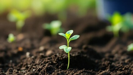 Planting seedling outdoors