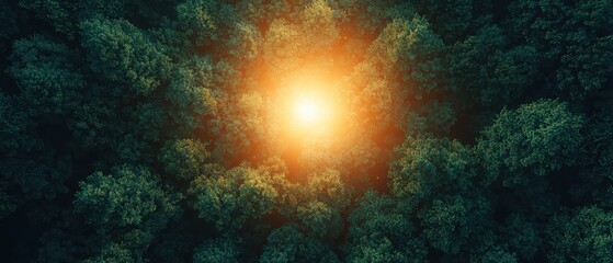 Fototapeta premium A serene aerial view of a dense forest with sunlight illuminating the center, creating a beautiful contrast of greens and warm light.