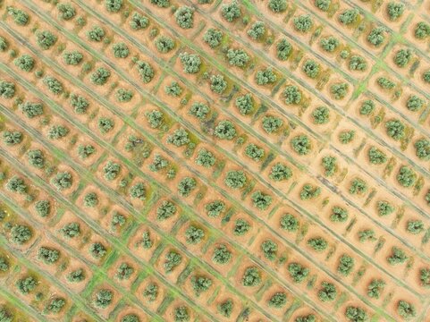Cultivated olive trees (Olea europaea). Aerial view. Drone shot. Ja&eacute;n province, Andalusia, Spain
