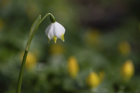 Spring snowflake (Leucojum vernum), Emsland, Lower Saxony, Germany