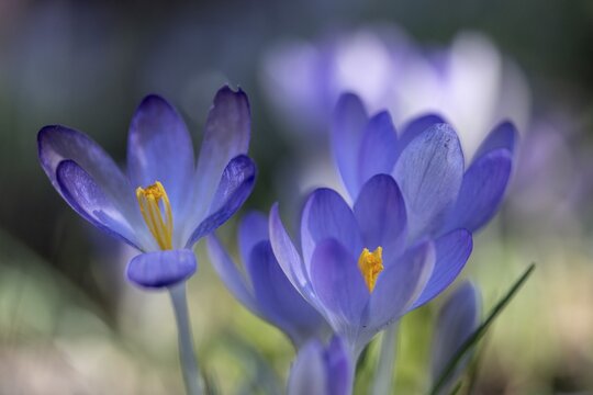 Elfin crocus (Crocus tommasianus), Emsland, Lower Saxony, Germany