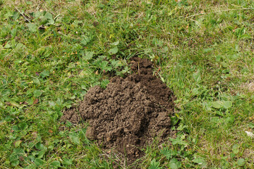 mole hole soil on green grass