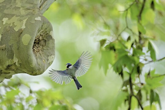 Blue tit (Parus caeruleus), approaching the breeding den, Canton Zug, Switzerland