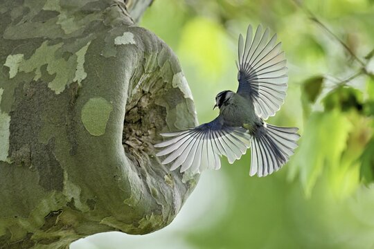 Blue tit (Parus caeruleus), approaching the breeding den, Canton Zug, Switzerland