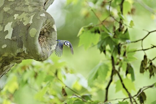 Blue tit (Parus caeruleus), with faeces in its beak on departure from the breeding den, Canton Zug, Switzerland