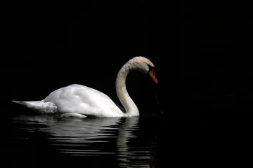 Gardinen Schwan swan isolated on black lake background  © Andrea Izzotti