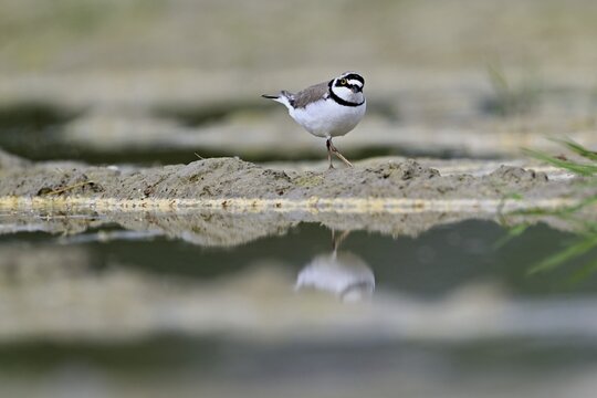 Little Ringed Plover (Charadrius dubius), standing in silt, Aue nature reserve, Reussegg, Sins, Canton Aargau, Switzerland