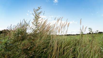 Fototapeta premium tall grass field under a clear blue sky