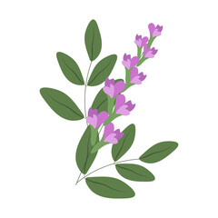 Vector illustration of licorice floral branch isolated transparent background. Perfect botany book card decor traditional medicine and healthy food EPS 10