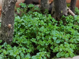 Close Up of Lush Green Plants in a Potted Bonsai.