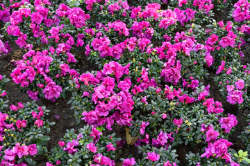 Cluster of pink Azalea flowers blooming densely on compact shrubs.
