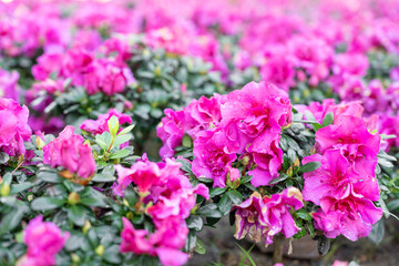 Cluster of pink Azalea flowers blooming densely on compact shrubs.
