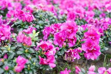 Cluster of pink Azalea flowers blooming densely on compact shrubs.