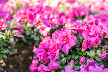 Cluster of pink Azalea flowers blooming densely on compact shrubs.