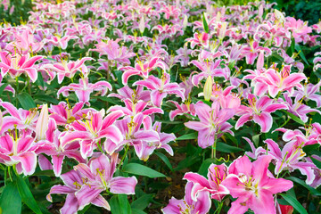 Bright juicy lilies.Pink blooms with large petals on nature.