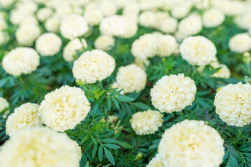 White marigold Cream, large, round, beautiful flowers. Big, fluffy flowers.
