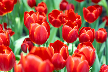 Blooming red tulips. tulip flowers with deep red petals. forming flower arrangement background.