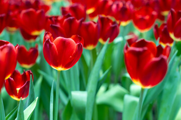 Blooming red tulips. tulip flowers with deep red petals. forming flower arrangement background.