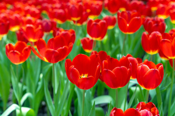 Blooming red tulips. tulip flowers with deep red petals. forming flower arrangement background.
