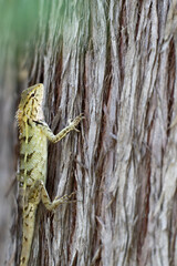 Exotic Garden Lizard Resting on Tree