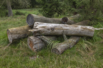 Old fallen tree trunks in the forest