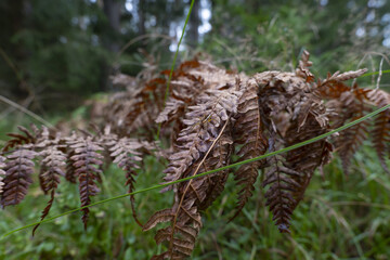Spider on withering fern in the forest