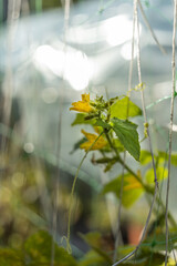 Yellow cucumber flower in greenhouse