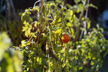 Single tomato ripening on the plant