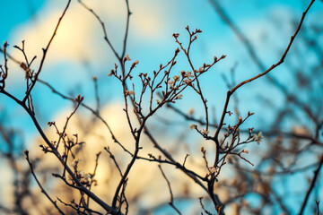 Vibrant blue sky with soft clouds highlights delicate tree branches and tiny white flower buds emerging, signaling spring awakening.