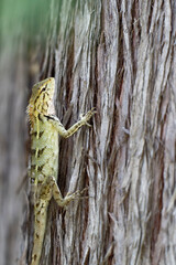 Macro Shot of Exotic Lizard on Bark