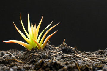 A tiny vibrant green plant seedling with yellow leaves sprouting from dark earthy soil. Concept of new beginnings and natural growth.