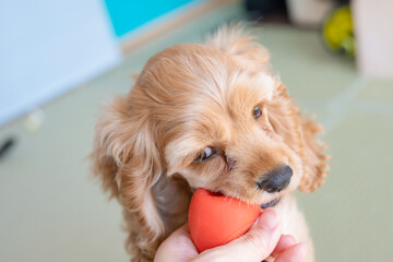 ボールで遊ぶ犬