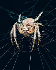 Close-up of a Spider on its Web