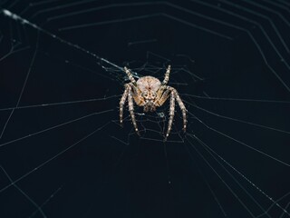 Spider on Web Close-Up