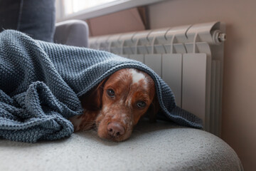 Plakat Brown and white dog partially covered by knitted gray blanket, resting on sofa close radiator, detail of cozy home interior showing warmth and comfort during winter.