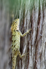 Macro Shot of Exotic Lizard on Bark