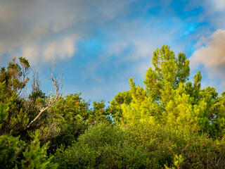 Abgestorbener baum im Sommer