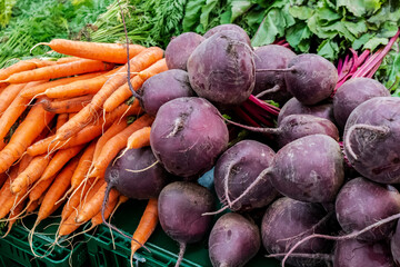 red beets and carrots close-up at autumn farmers market, selective focus. vegetables in the summer and autumn garden