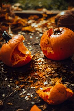 Fresh smashed Halloween pumpkin with orange pulp and seeds