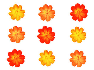 Top view pattern set cosmos flower yellow orange red color flower blossom blooming isolated on white background for stock photo. houseplant, spring floral, graphic design