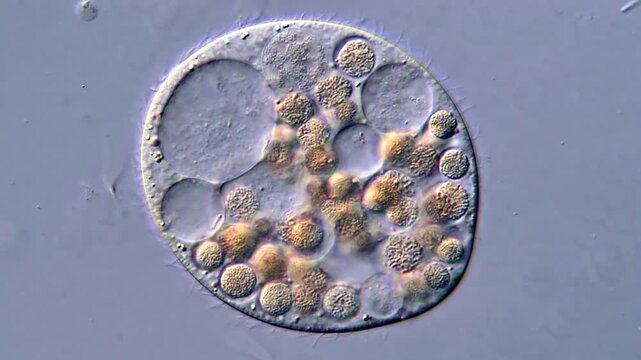 Protozoa Ciliophora Single-Cell Activity in 4K