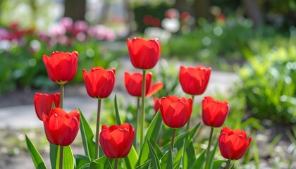 Vibrant red tulips in a garden bed
